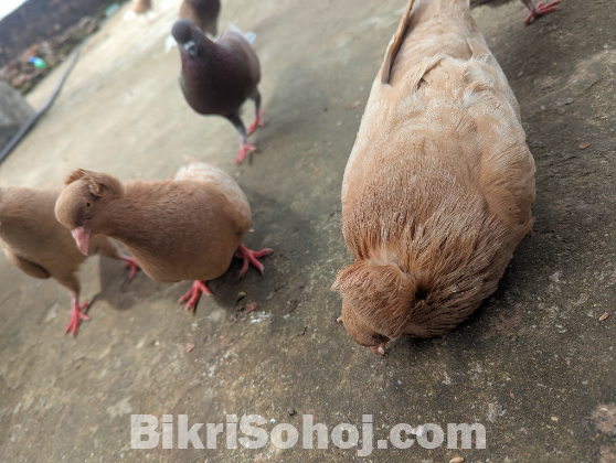 বোম্বাই কবুতর